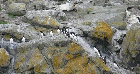 Le petit pingouin de retour dans l'estuaire du St-Laurent