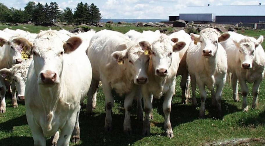 Boucherie De La Ferme Agrotourisme A Cap Saint Ignace Montmagny Et Les Iles